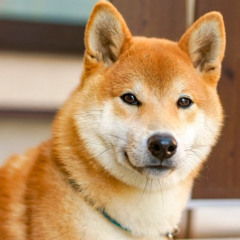 Any Wish Can Come True