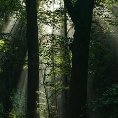 Alternate Synapse Routing AnD the Instant Woods /Modified Mind/