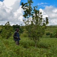 Macadamia trees and agroforestry for climate change mitigation in Malawi. Podcast from Research @ OU Graduate School