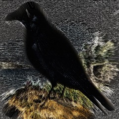 Corvus