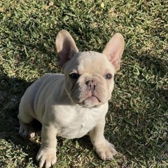 EMERGENCY MEETING!!!