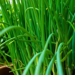 Positive Chives
