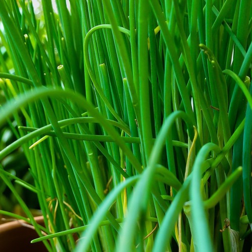 Positive Chives