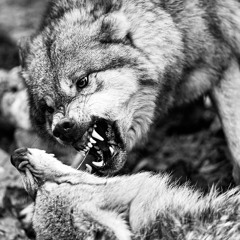 FEED THE WOLVES