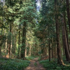 Forest Freedom 639hz