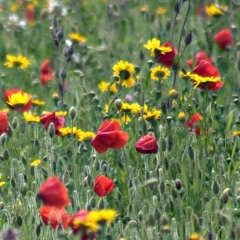 Breathe, Unwind, Muse.