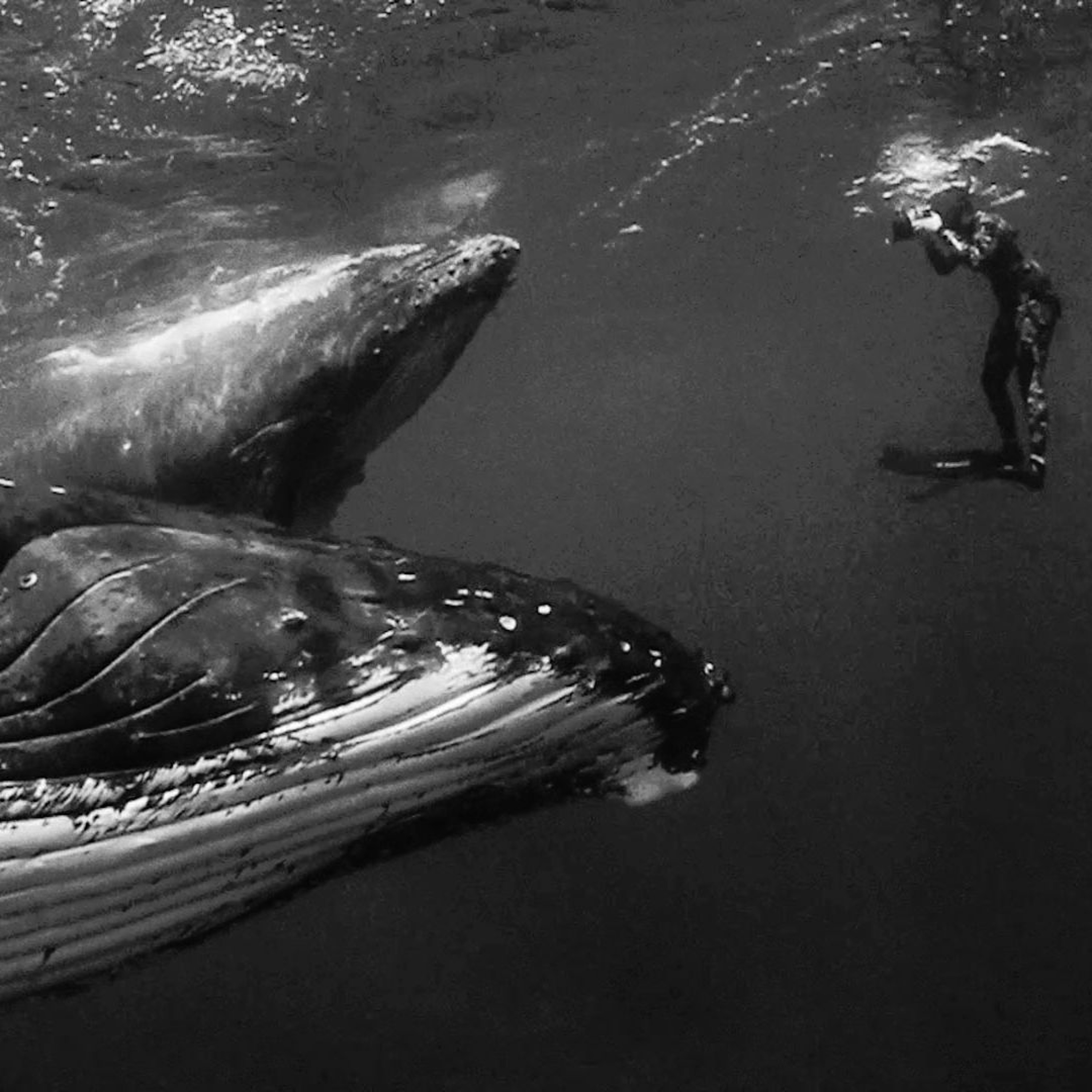 Incredible Whale Encounters As Captured by Jem Cresswell  -Graeme  Kemlo episode artwork