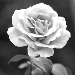 god turn me into a flower (rework) - lee mansburger