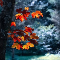 يزول الهم - أبو راتب 🍂🧡