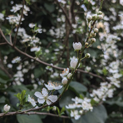 Gambade w/ Yagi-Uda (21/03/25)