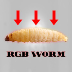 maggot beat