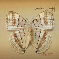 White Moth