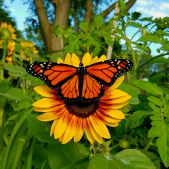 Butterflies~! (prod. Ezra Lake)