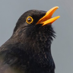 Blackbird Song March 23 - MixPre - 6228