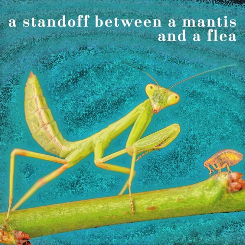 a standoff between a mantis and a flea