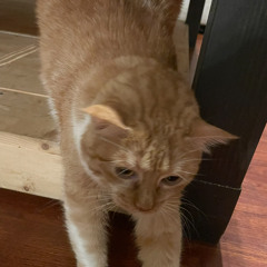 HIGHS AND LOWS - Kanye West