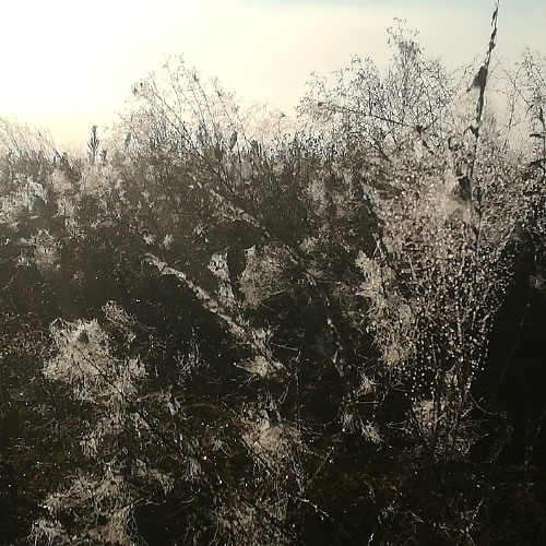 (...) - Landscape #8