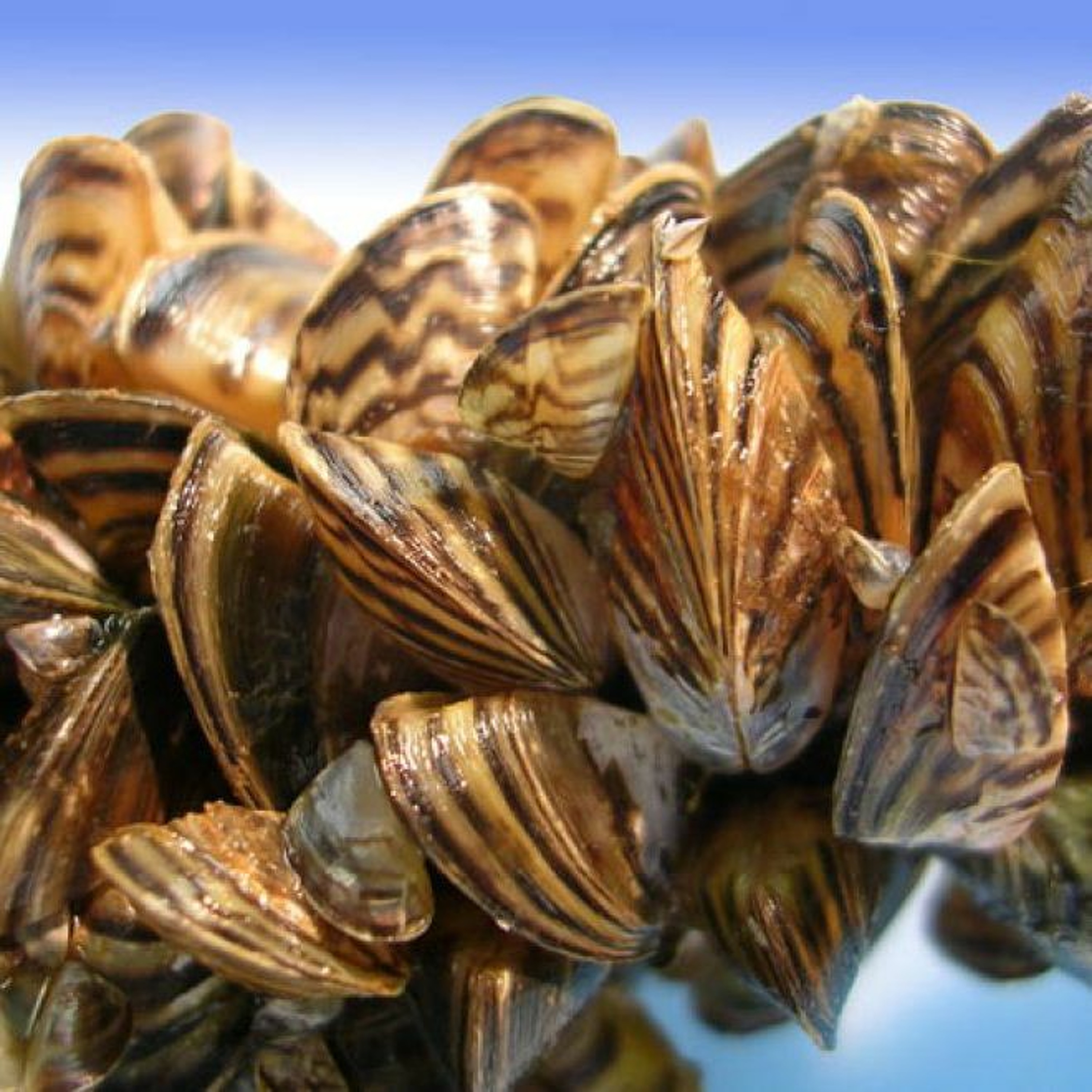 News Brief June 25 | Quagga Mussels Found Near Yellowstone, Morton Levinson Opens Climate Conference episode artwork