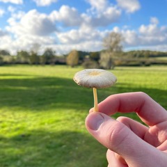 Shroomy