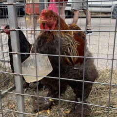 Talvez Sejas o Problema (COVER)