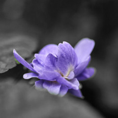 wild violets