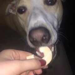 Bloodbuzz Ohio Cover