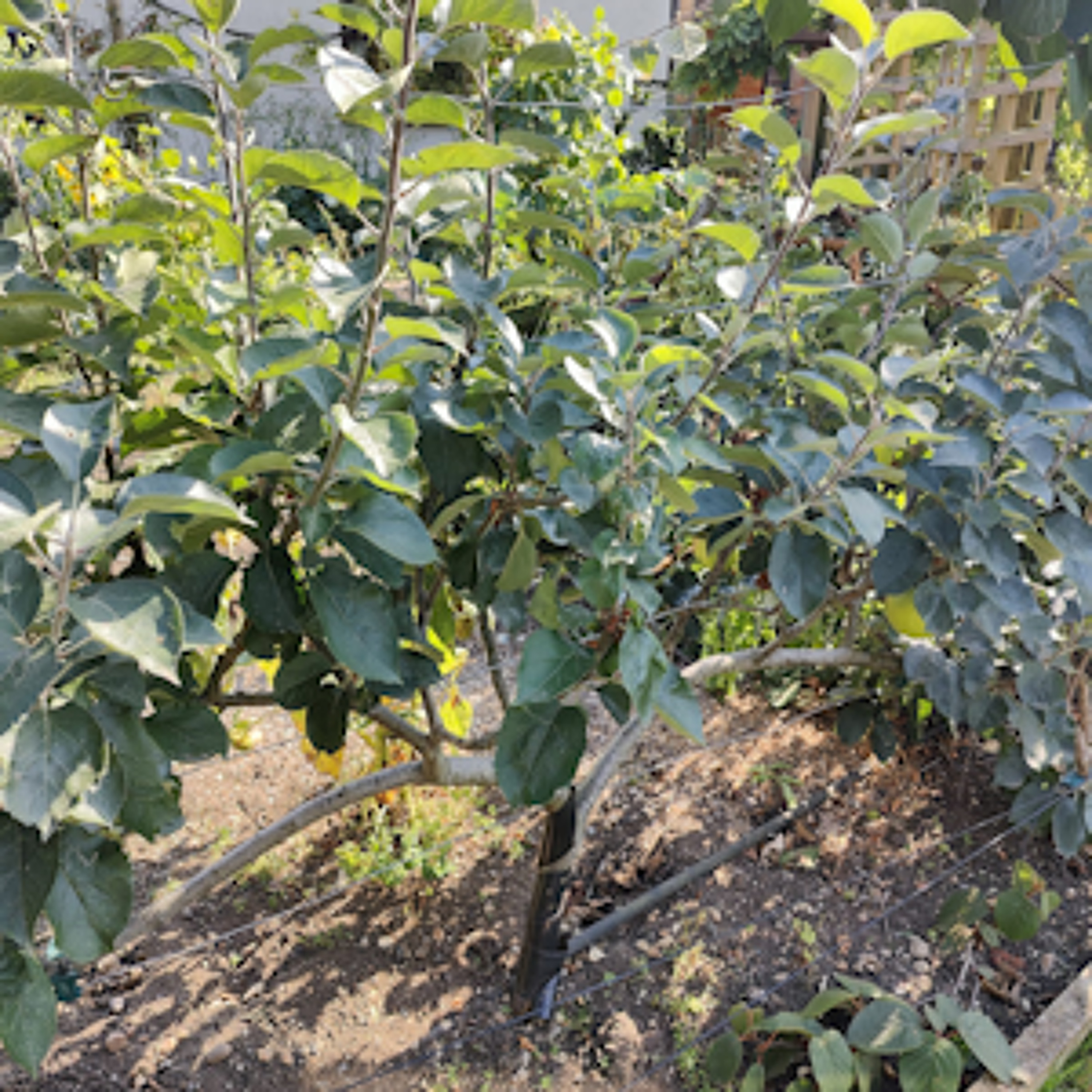 World Radio Gardening