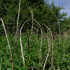 Blyth's Reed Warbler's habitat in the late morning. Alam-Pedja nature reserve, Estonia June 5, 2021