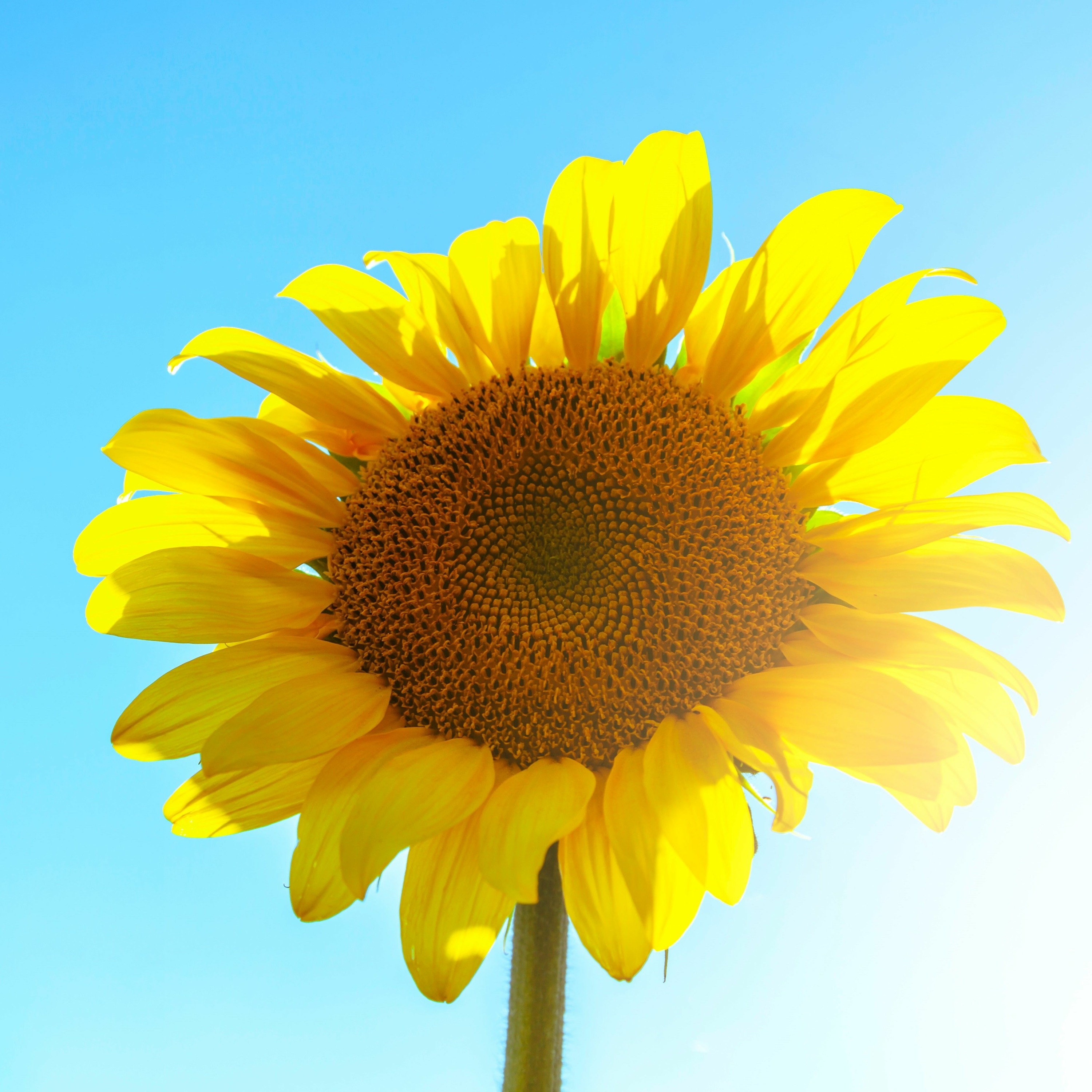 Sunny today