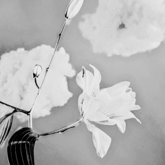 Blossom.