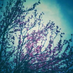 Sakura Speaks Of Spring  Reverend Marc - Cosmic Flute - F#minor 432