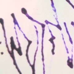 ooze *free dl