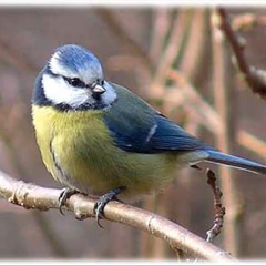 Folkrörelsen - WhosTheFuckingLion