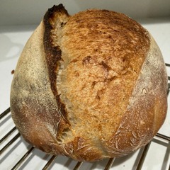 Mapping Sourdough Microbes From Around The World