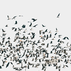 reflection under summer evening skies