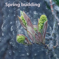 Spring budding