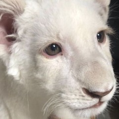 Good Luck, Annika (Chappel Roan x Whitearmor)
