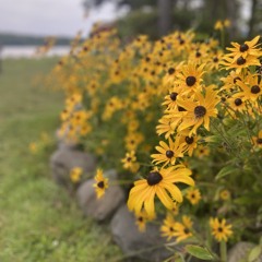 Trademark ft. Kyle Guertin (Eric Johnson Cover)