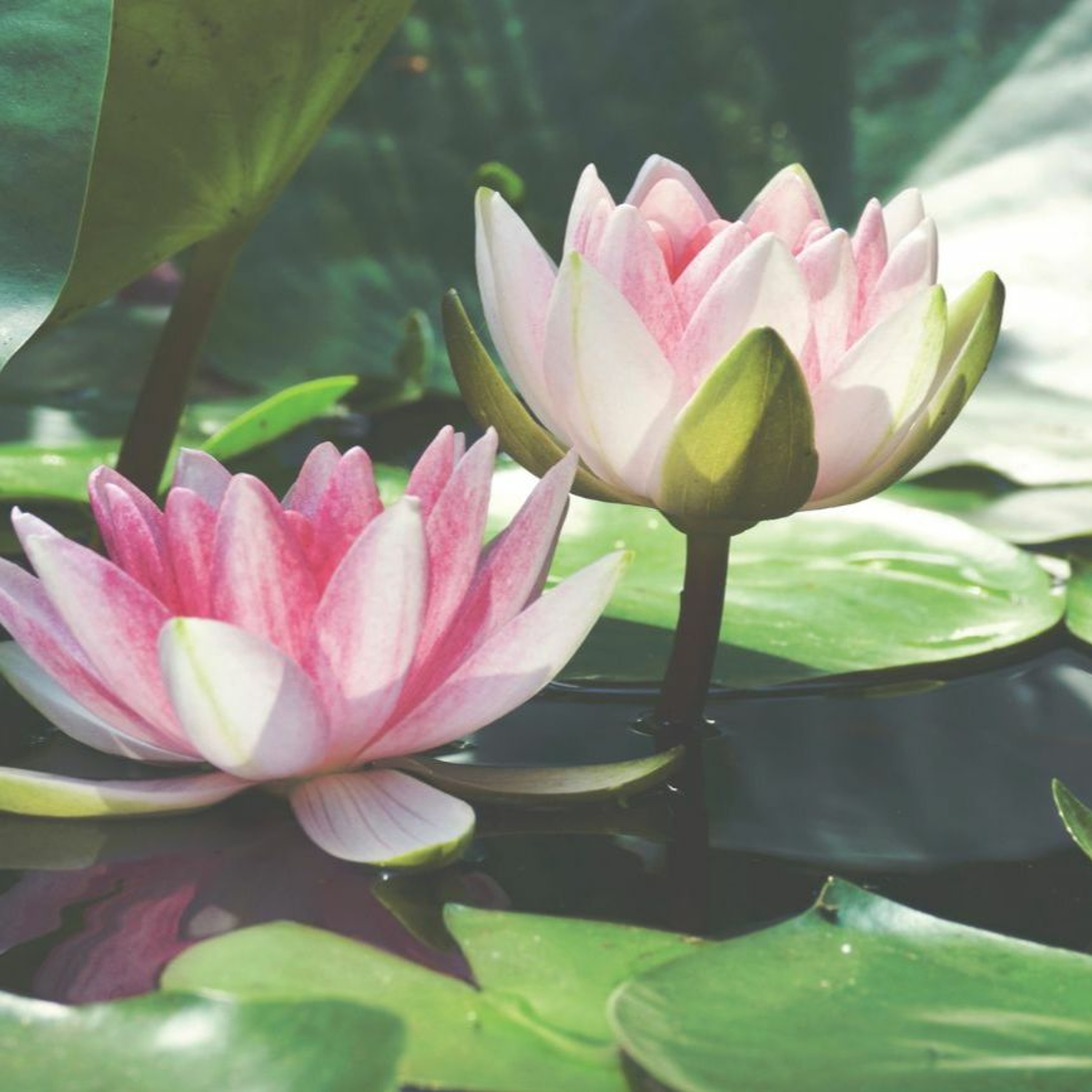 Lotus Sutra, Part 2