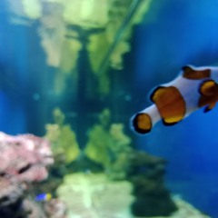 aceptamos el amor que creemos merecer