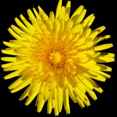 Burke - Ovo ono (Prod. Kushadelic)