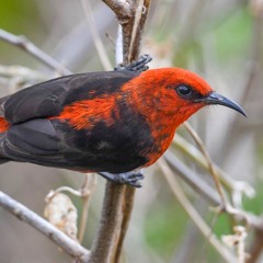 Meni Inochi (Ewe Piskor)