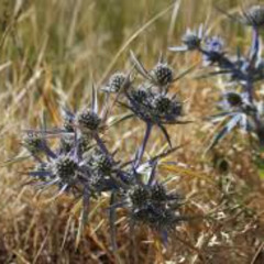 hierba mala prod ddertbag (2023)