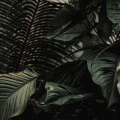 PALM TREE SESSIONS VOL. 12