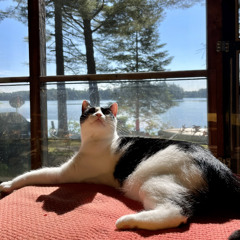 Left to See the Trees