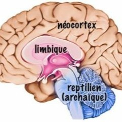 Théorie des 3 cerveaux (cerveau triunique)