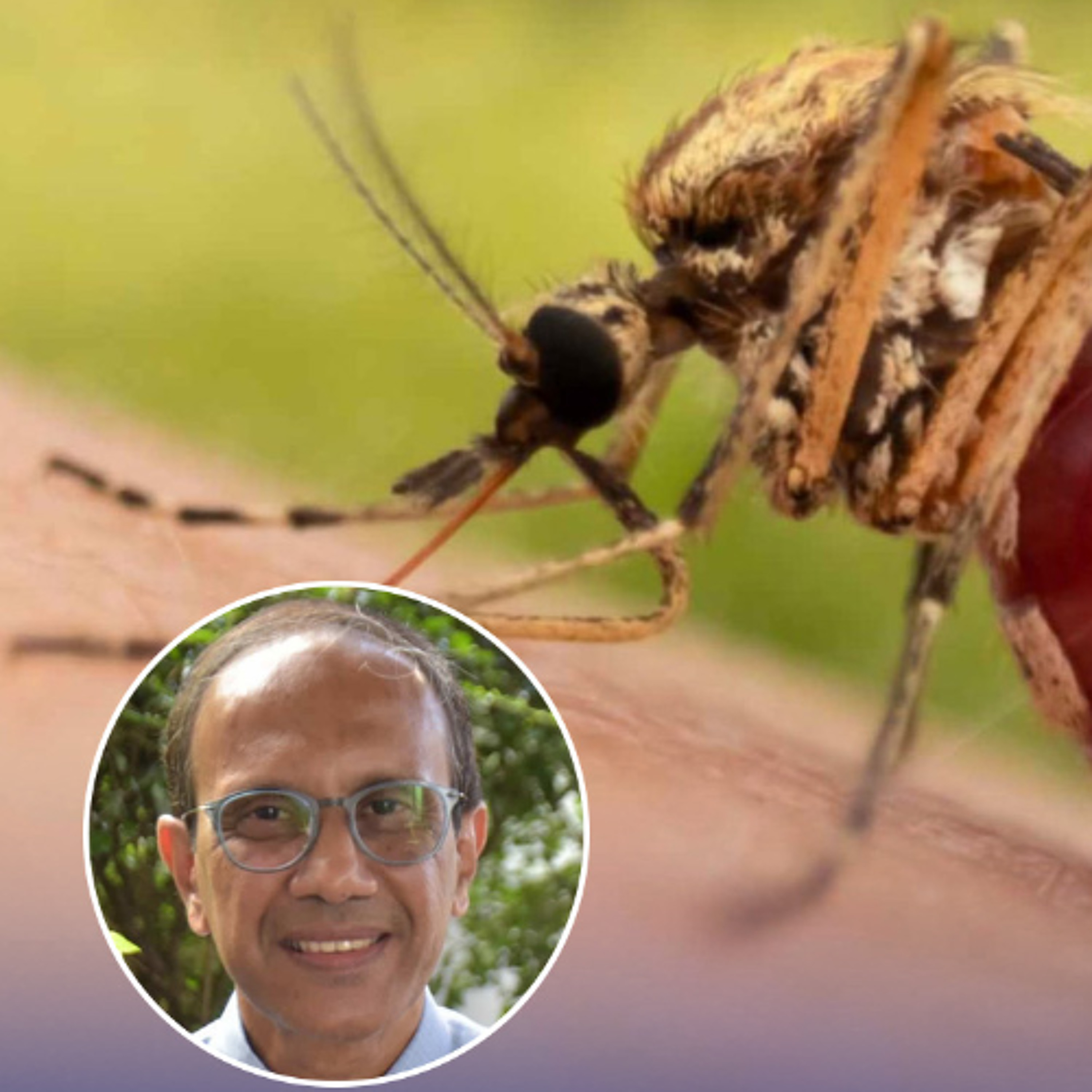 Chikungunya : Hausse alarmante des cas et premier nouveau-né contaminé, la vigilance de mise episode artwork