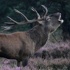 Lokroep van het Bronstig Eland