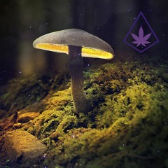 🍄