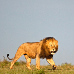 On The Prowl